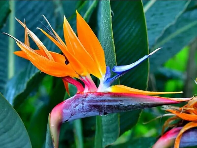 Райские цветы как выглядят Amazon.com: Bird Of Paradise Plants