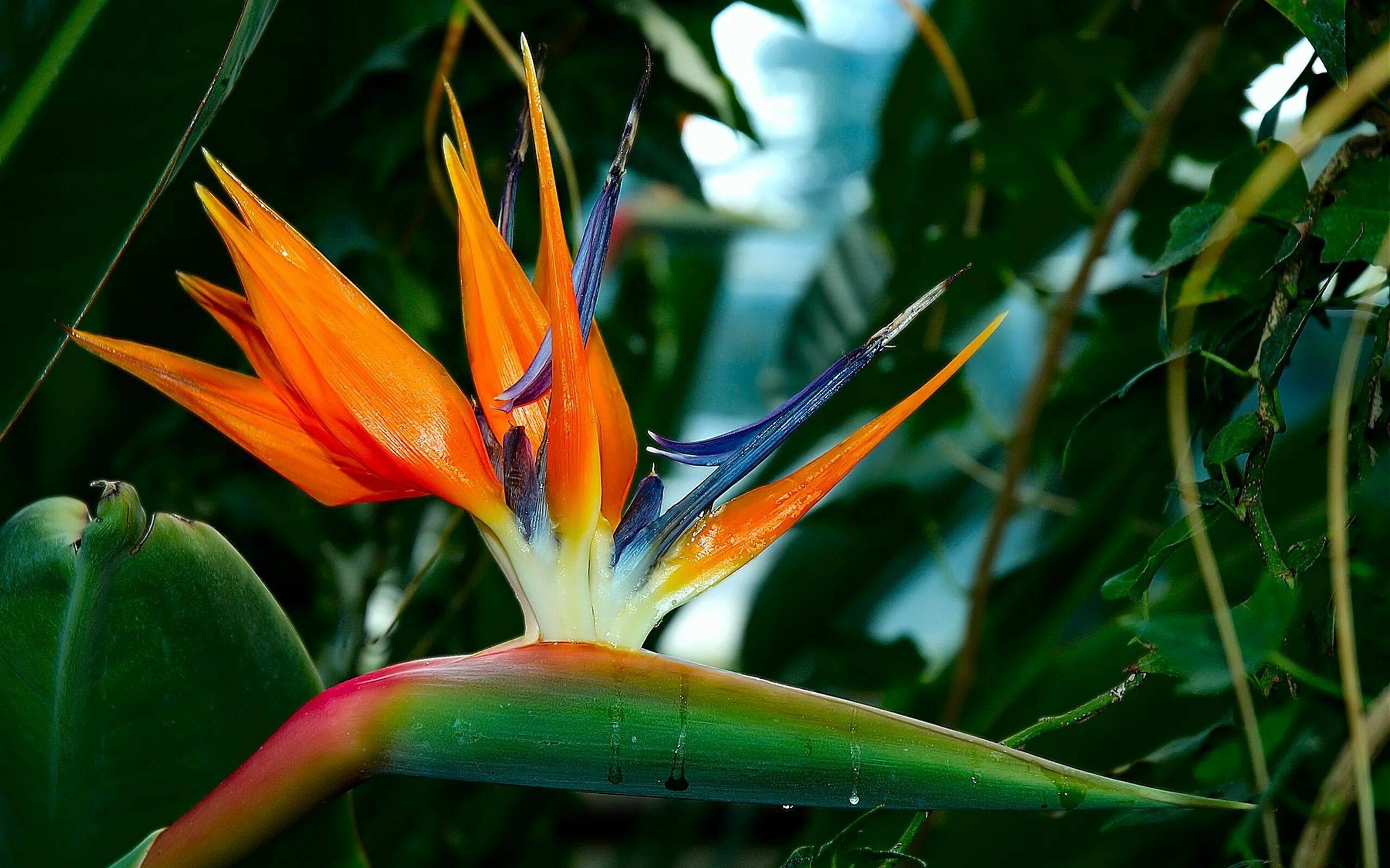 Райские цветы как выглядят Bird Of Paradise wallpaper Birds of paradise flower, Paradise wallpaper, Winter 