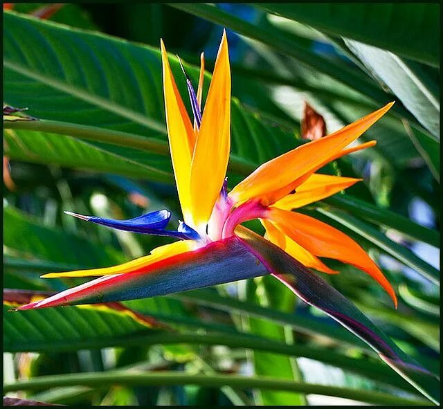 Райские цветы как выглядят Bird of Paradise - flower in flight Paradise flowers, Birds of paradise flower, 