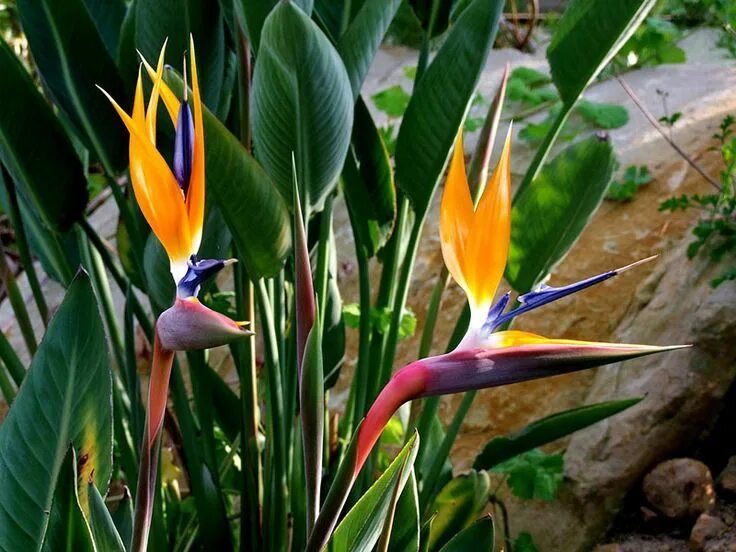 Райские цветы как выглядят Pin on Flowers Bird of paradise plant, Paradise plant, Birds of paradise