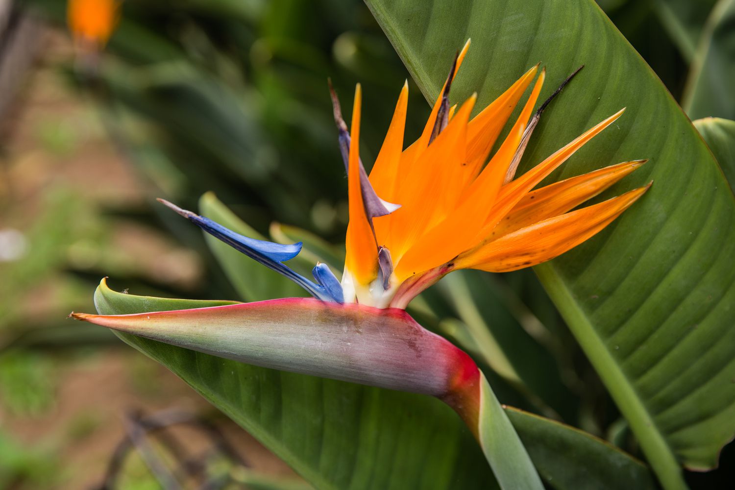 Райские цветы как выглядят Blue Bird Of Paradise Plant AF7