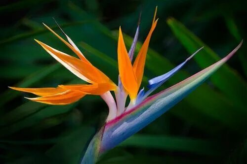 Райские цветы как выглядят Strelitzia reginae Bird of Paradise orange Mad Happenings Tropical Plant eBay