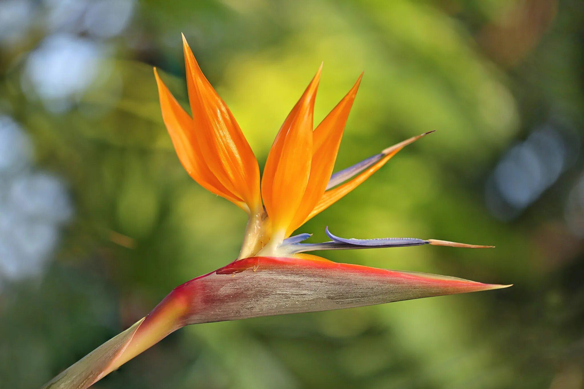 Райские цветы как выглядят Download Flower Nature Bird Of Paradise Wallpaper