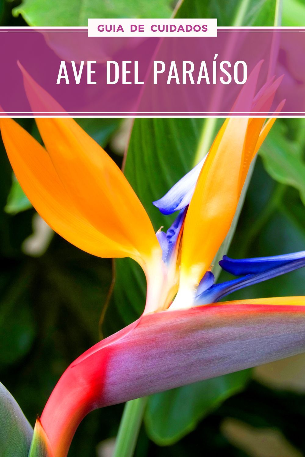 Райские цветы как выглядят Ave Del Paraiso: Cuidados Y Reproducción De La Strelitzia Planta ave del paraiso