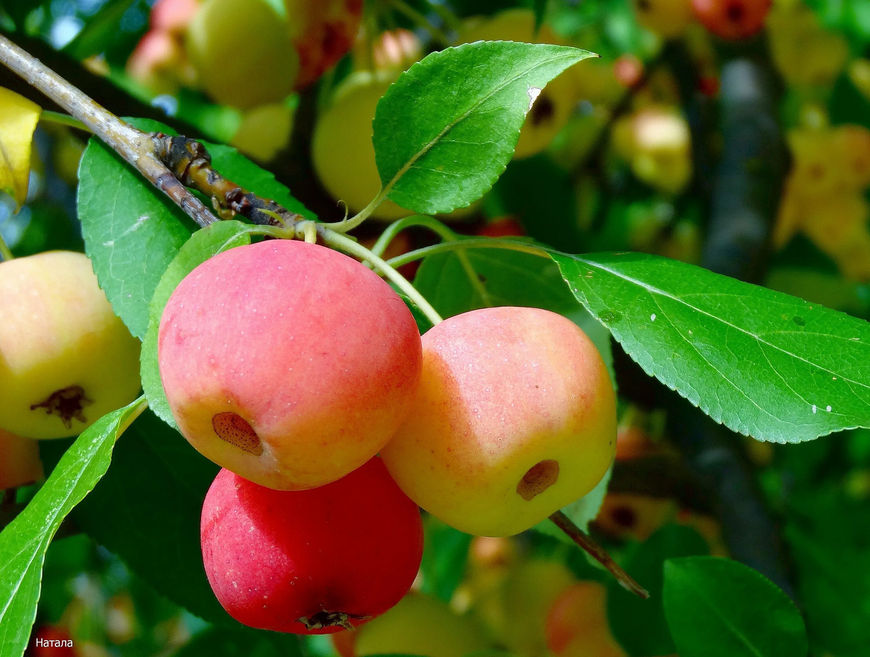 Apples paradise late varieties Bagryanka In stock, have already begun to deliver