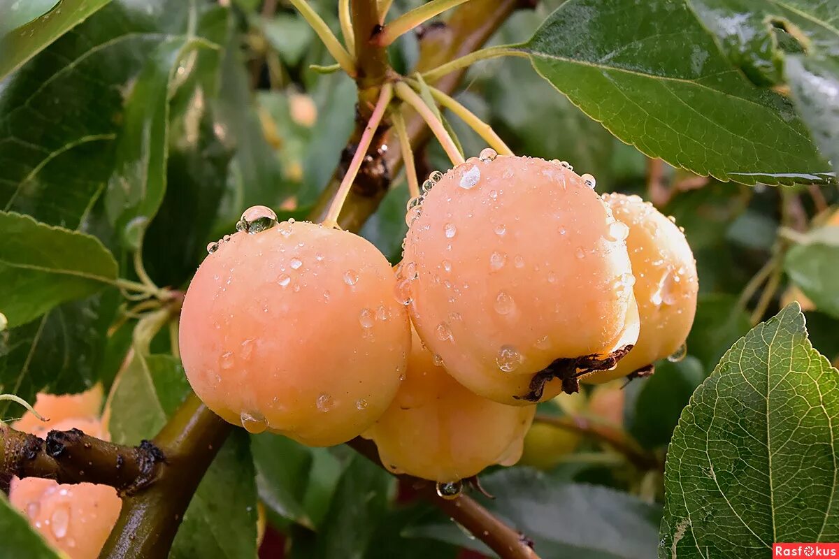 Райские яблоки сорта с фото Райские яблоки сорт eCookie.ru