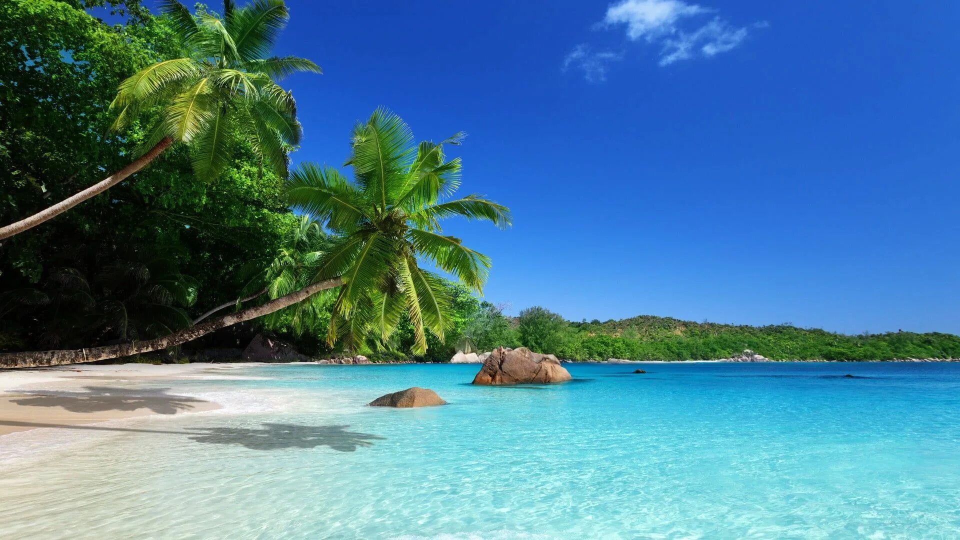 Райский пляж фото two coconut trees #landscape #beach palm trees #tropical #sea #1080P #wallpaper 