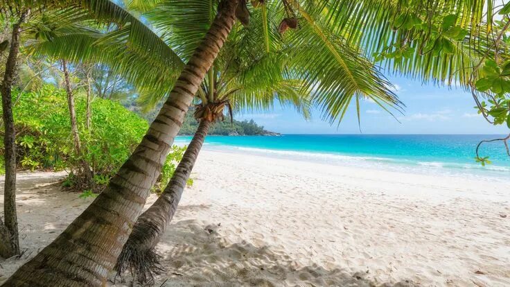 Райский пляж фото 8k uhd palm tree sandy beach #shore #coast #palm #beach #azure #sand #8k #summer