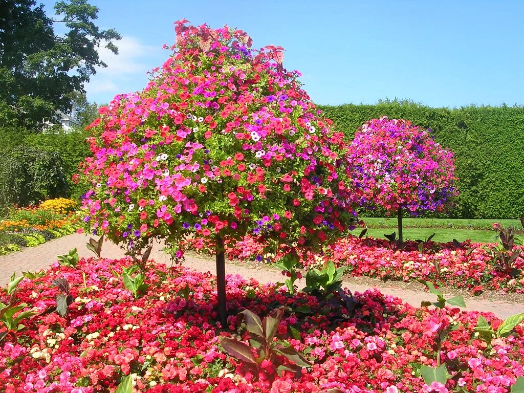 Райское дерево фото Kingsbrae Gardens, St. Andrews By the Sea, NB Petunia tree. Michaela Sagatova Fl