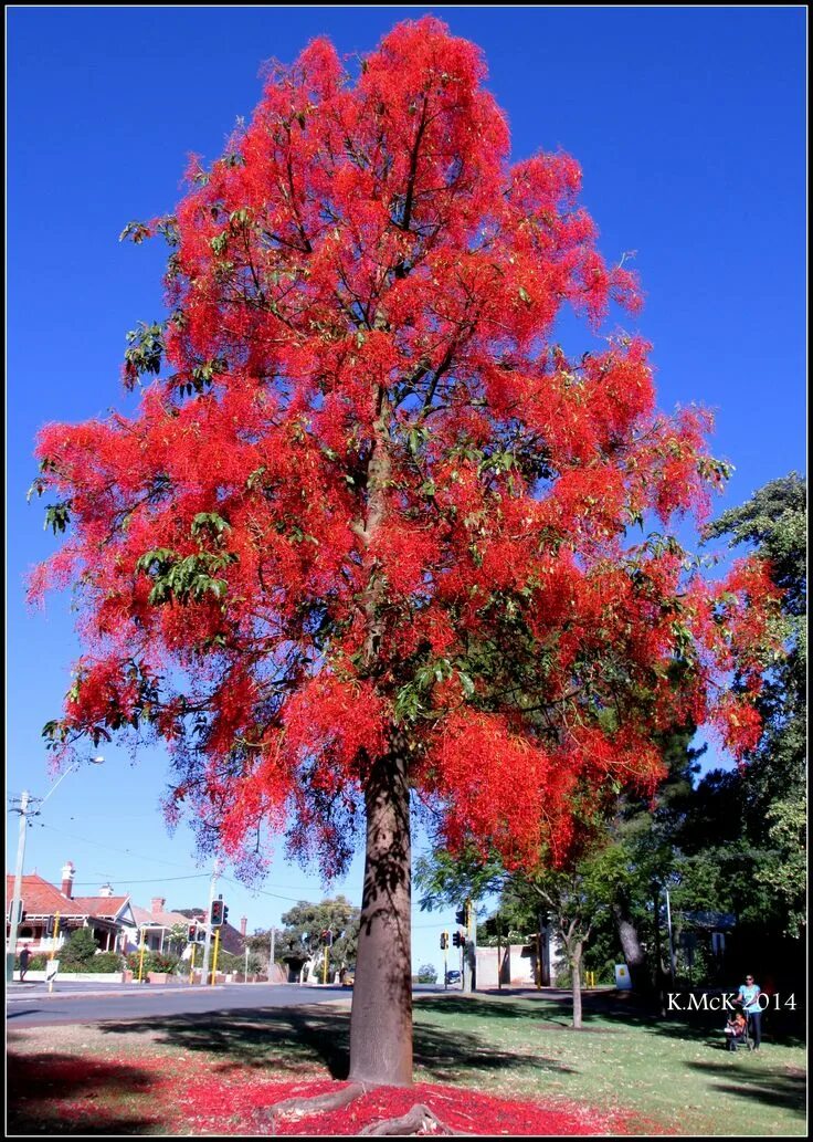 Райское дерево фото Posts about Illawarra Flame Tree on mtlawleyshire Flame tree, Flowering trees, U