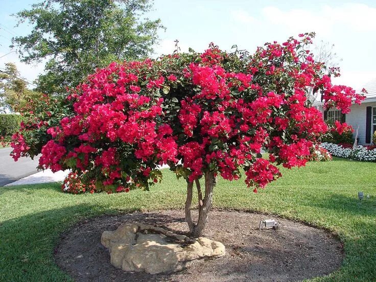 Райское дерево фото Como cuidar de sua bougainvillea Bougainvillea tree, Plants, Flowering trees