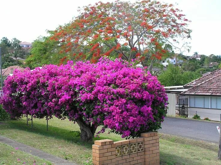 Райское дерево фото Bougainvillea ( or ) is a genus of thorny ornamental vines, bushes, and trees wi