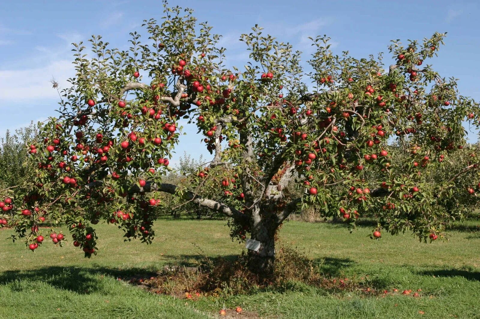 Райское яблоко дерево фото apple+tree.JPG (1600 × 1062) Pruning apple trees, Growing fruit trees, Apple tre