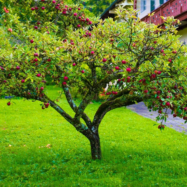 Райское яблоко дерево фото Fuji Apple Tree in 2021 Apple tree, Fast growing trees, Backyard plants