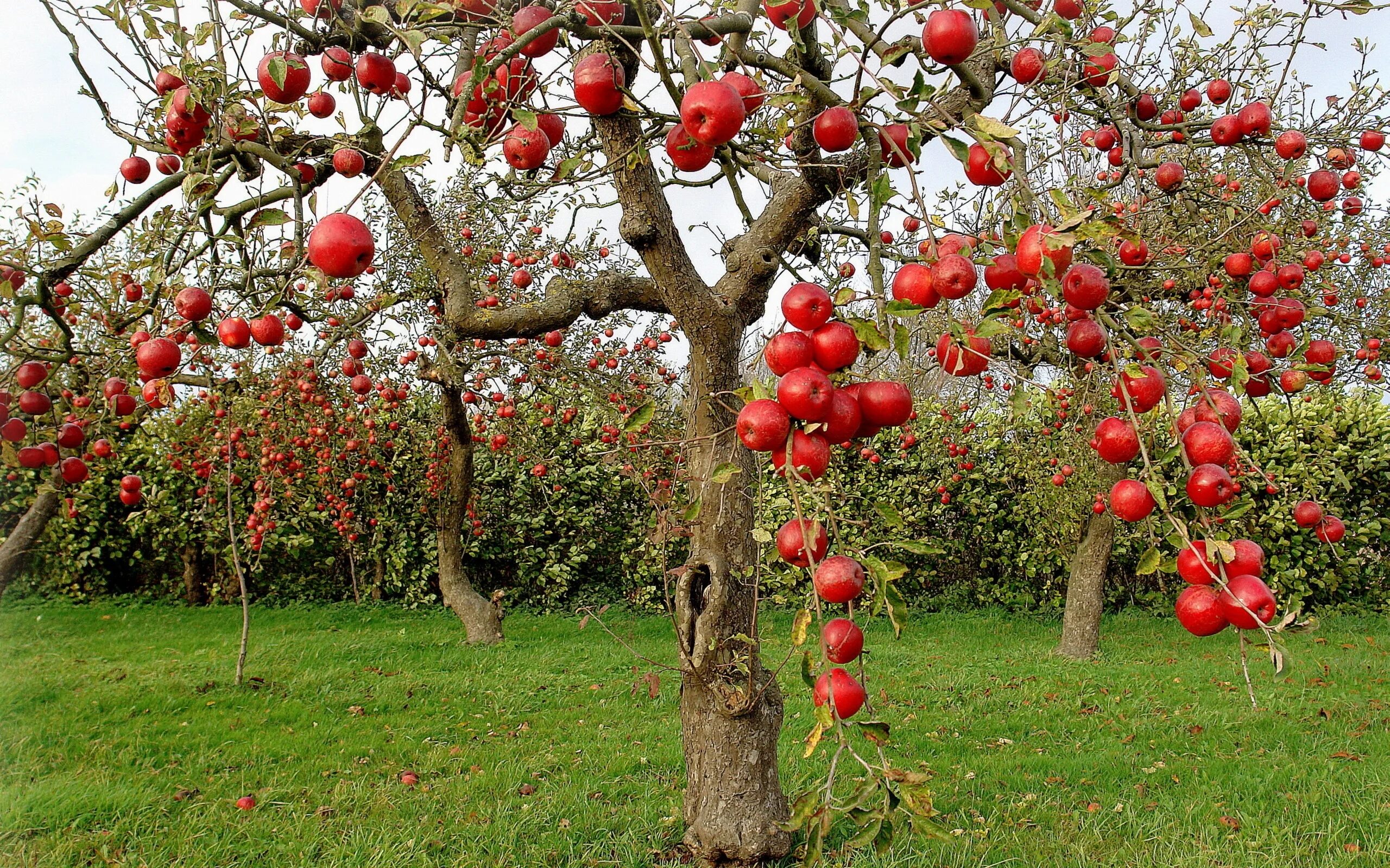 Райское яблоко дерево фото Autumn Red Apples Desktop wallpapers 1024x1024