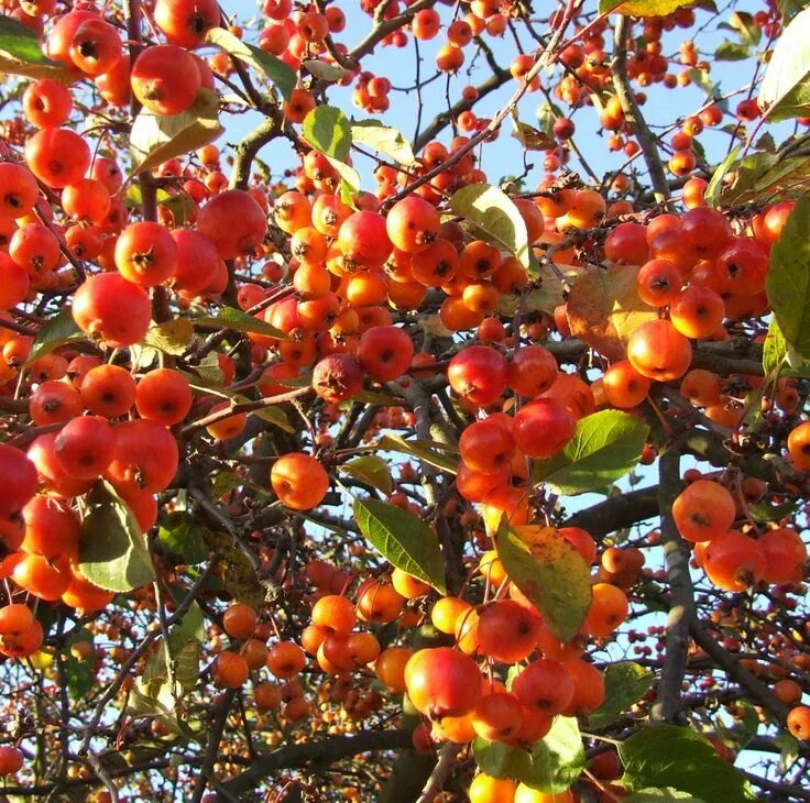 Райское яблоко дерево фото Malus evereste (Crab) Crabapple tree, Flowering crabapple tree, Potted trees