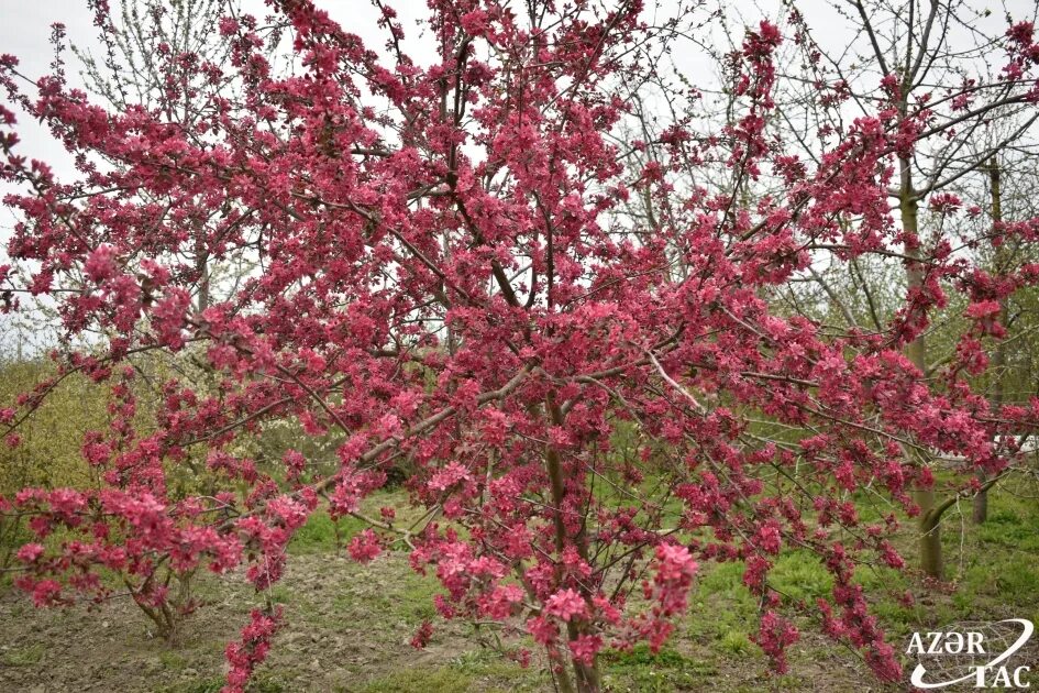 Райское яблоко дерево фото Благоухание райских яблок ФОТОЛЕНТА - АЗЕРТАДЖ