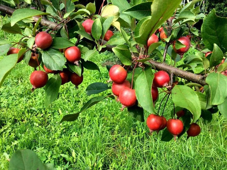 Райское яблоко дерево фото Paradise Apple Tree (Malus pumila) Apple tree from seed, Tree seeds, Apple tree