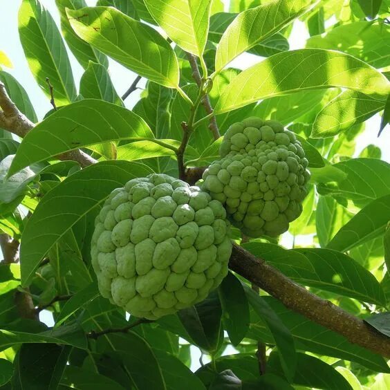 Райское яблоко фрукт фото This is the Anon fruit growing on a tree in the mountains in ... Cuban recipes, 