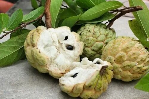 Райское яблоко фрукт фото 10 Seeds Organic Sugar Apple Annona Squamosa Tropical Fruit Plant ,Mảng cầu dai 