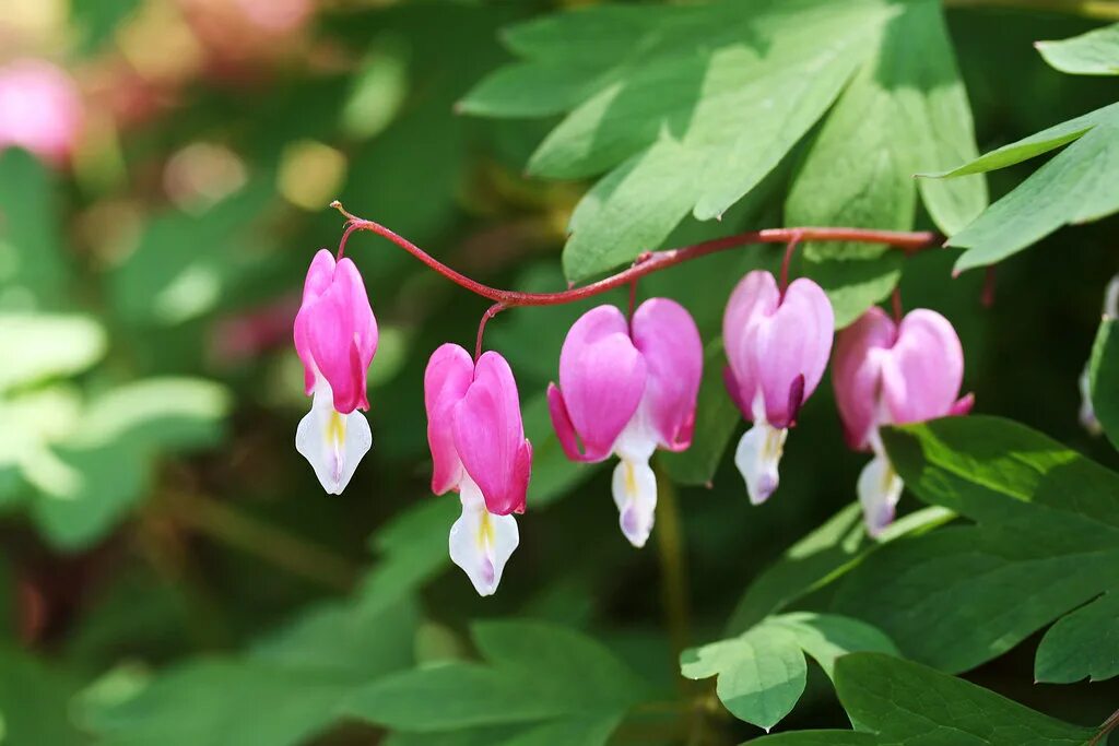 Разбитое сердце фото цветов на клумбе Bleeding Heart Dicentra spectabilis Japanese name : Keman-. Flickr