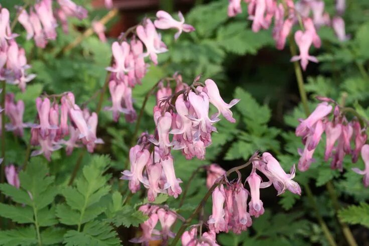 Разбитое сердце посадка и уход фото Dicentra eximia ("Fringed Bleeding Heart") Shade garden plants, Bleeding heart, 