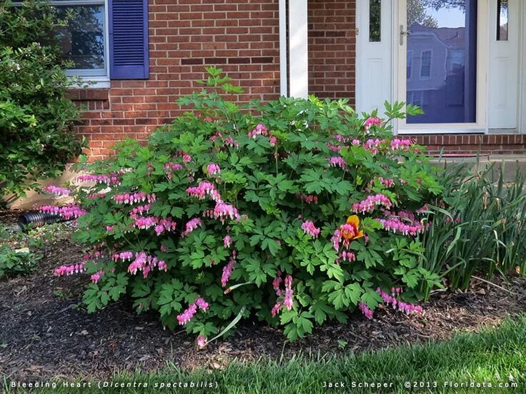 Разбитое сердце посадка и уход фото Pin von Isabelle auf Deer resistant Plants