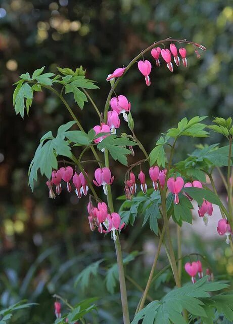 Разбитое сердце растение фото Dicentra spectabilis Shade plants, Plants, Flowers