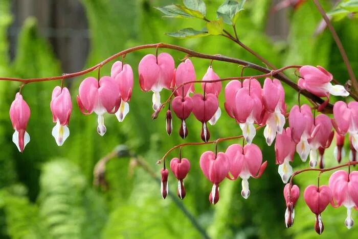 Разбитое сердце цветок фото многолетник Дицентра великолепная (Lamprocapnos (Dicentra) spectabilis) фото, описание этимо