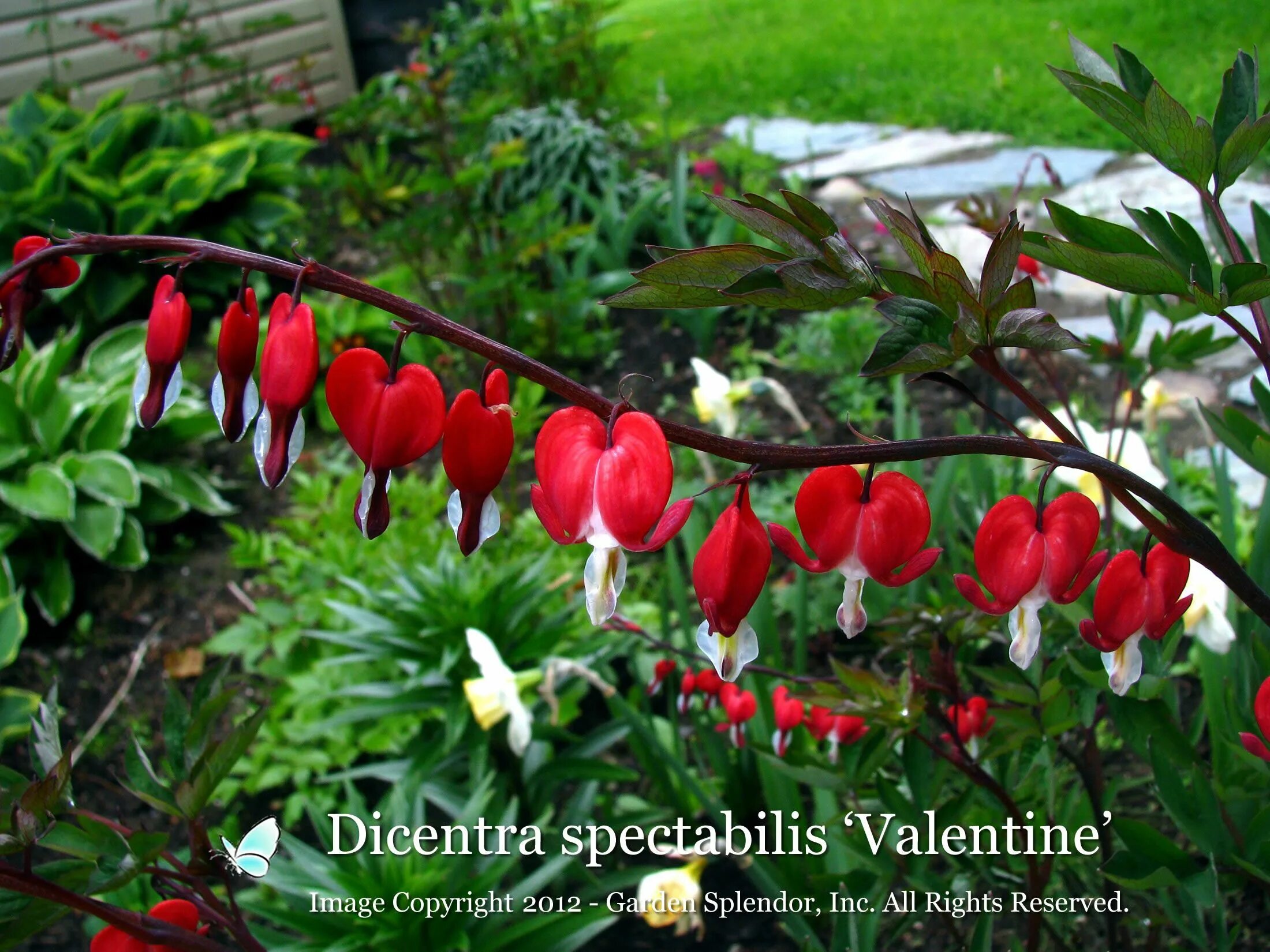 Разбитое сердце цветок фото многолетник уличный Plants, Sensory garden, Bleeding heart