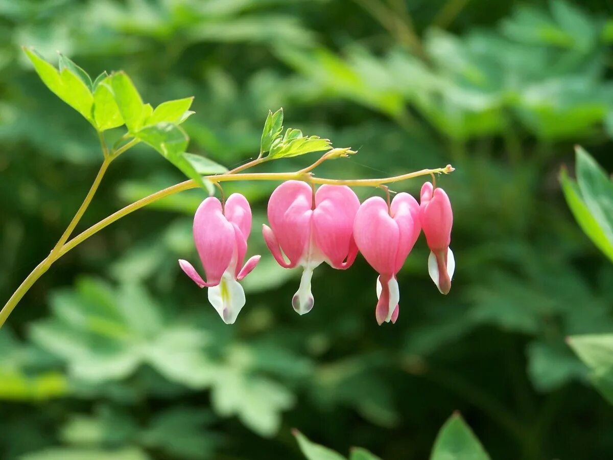 Разбитое сердце цветок фото название Free Images : nature, blossom, leaf, flower, petal, summer, green, botany, garde