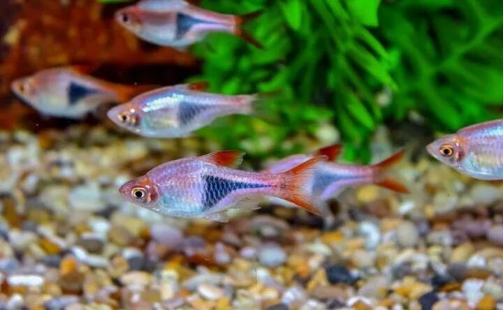 Разбора клинопятнистая рыбка фото A Closer Look at the 21 Most Popular Freshwater Fish Freshwater fish, Fish, Fish