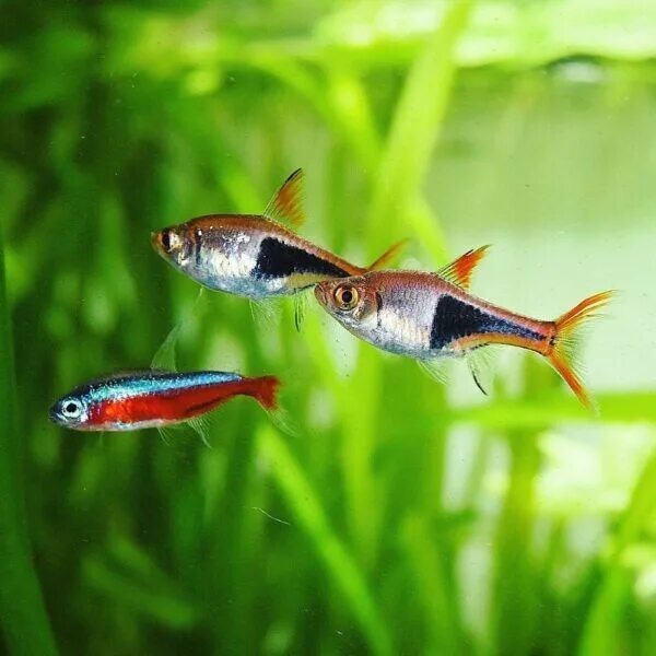 Разбора клинопятнистая рыбка фото Harlequin Rasbora: Everything You Need to Know The Aquarium Guide Big aquarium, 