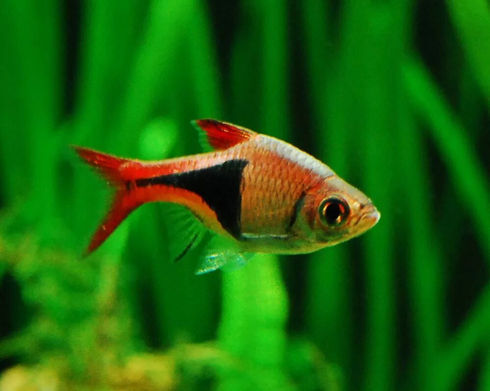 Разбора клинопятнистая рыбка фото Harlequin Rasbora Information Aquatic Mag Freshwater aquarium fish, Tropical fis