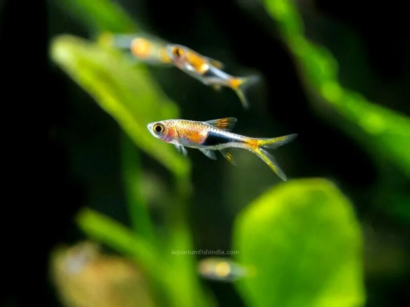 Разбора клинопятнистая рыбка фото Harlequin Rasbora Aquarium Fish India