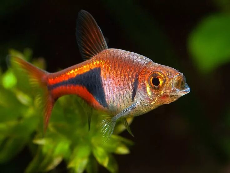 Разбора клинопятнистая рыбка фото Harlequin rasbora 2 Tropical fish aquarium, Aquarium fish, Tropical fish