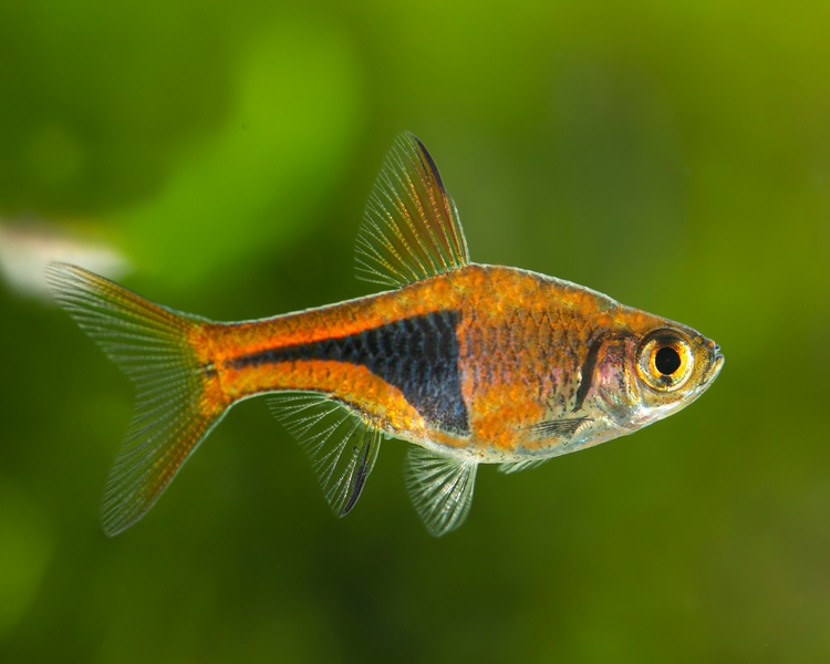 Разбора клинопятнистая рыбка фото Расбора клинопятнистая (Rasbora heteromorpha) M (2-2,5 см) купить недорого в СПб