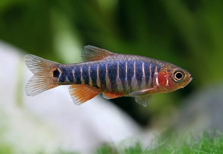 Разборы аквариумные рыбки фото Celestichthys erythromicron Freshwater aquarium fish, Tropical fish aquarium, Aq