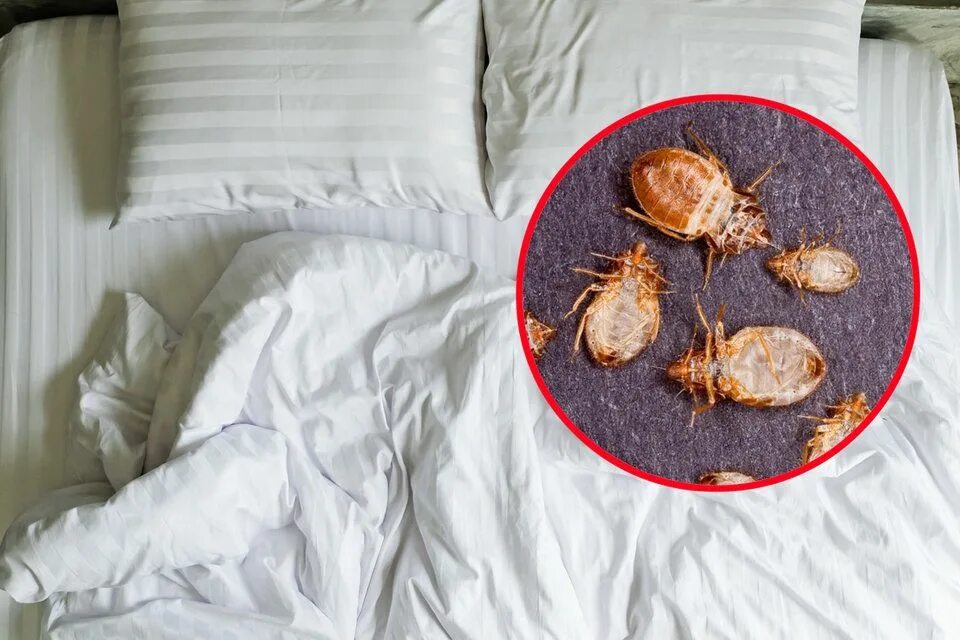 Раздавленный клоп постельный фото Here's why you should always check your hotel room for bedbugs, and how to do it