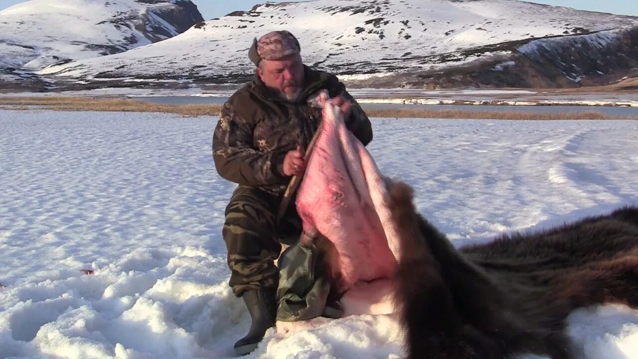 Разделанная туша медведя фото Охотничий Мастер-класс от А до Я. Первичная таксидермическая обработка трофея (з