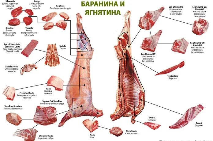 Разделанная туша медведя фото Купить демонстрационные учебно-наглядные пособия для уроков кулинарии в ООО "Рек