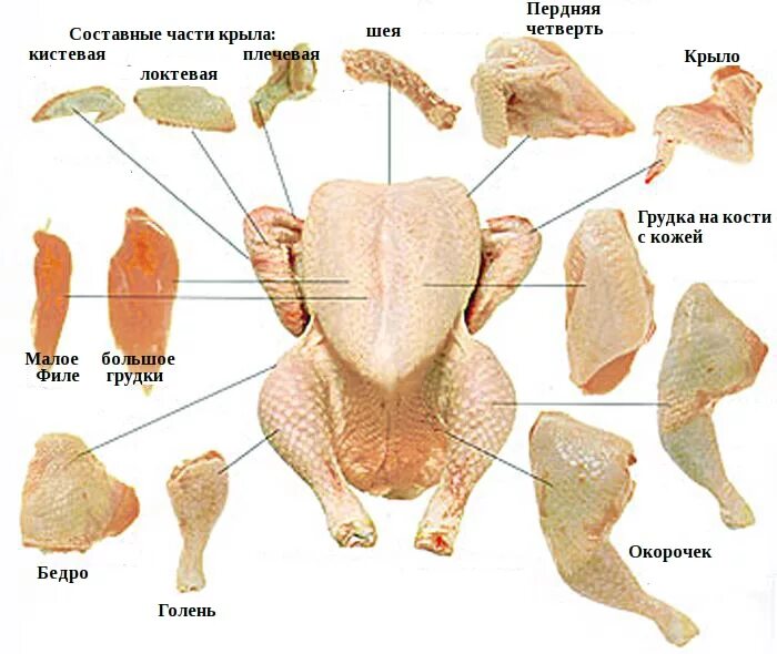 Разделка курицы на части схема фото Ручная обвалка птицы : Блог технолога пищевого производства