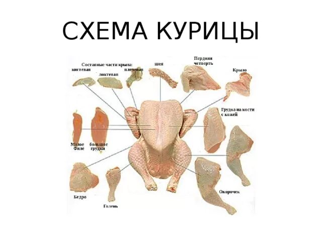 Разделка курицы на части схема фото пошагово Кулинария "Виды мяса и их разделка" - прочее, презентации