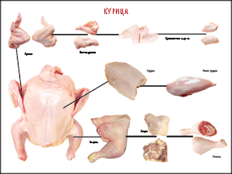 Разделка курицы на части схема фото пошагово Учебные плакаты/таблицы Правила разделки мясных туш Курица 70x100 см см, (винил)