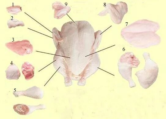 Разделка курицы на части схема фото пошагово Комплект контрольно-оценочных средств для промежуточной аттестации ПМ.01 Организ
