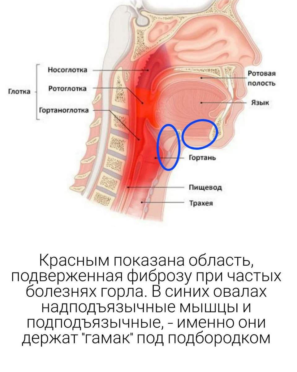 Раздеватор по фото на горло Как болезни горла приводят в будущем к появлению второго подбородка Молодость бе