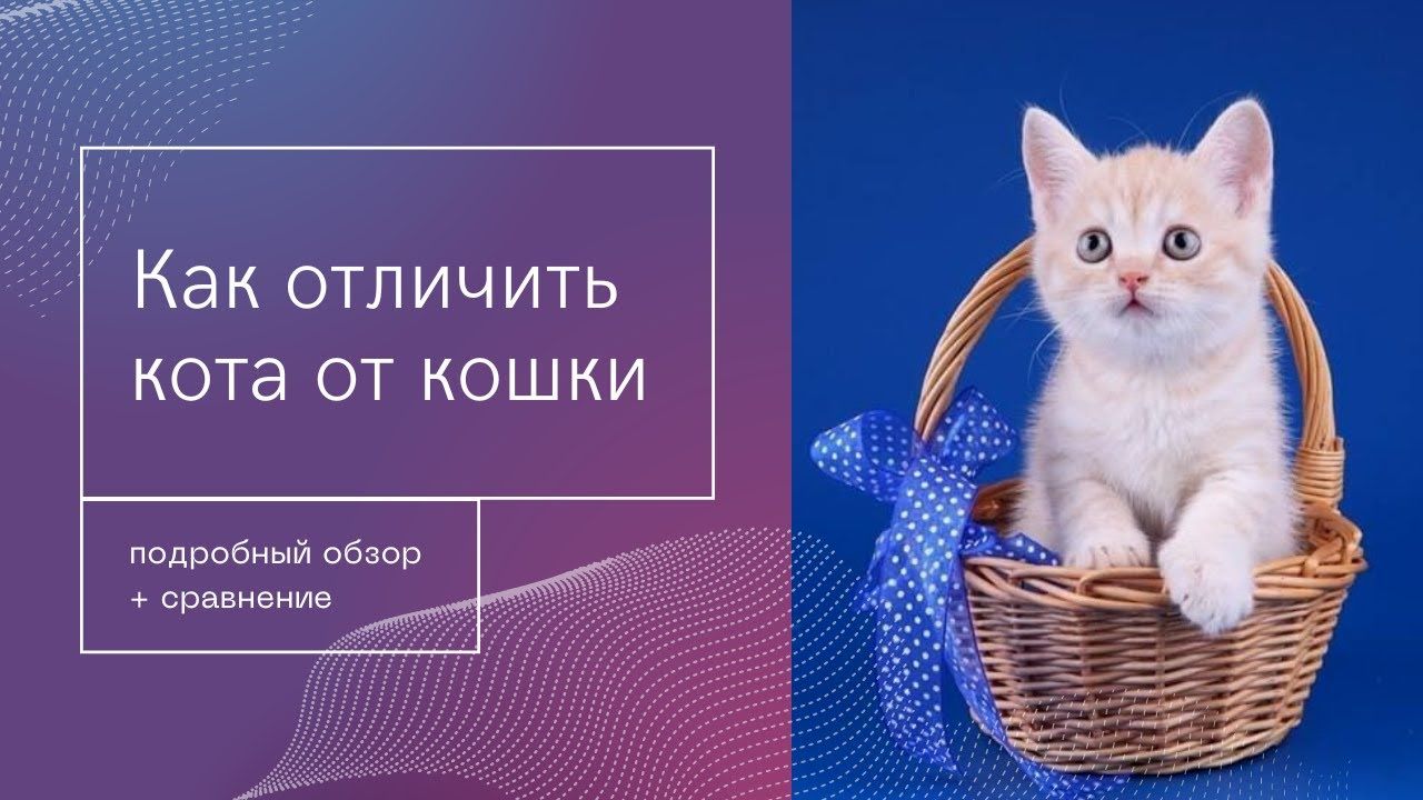 Различаем котят фото Как отличить кота от кошки как определить пол котёнка Laundry basket, Wicker lau