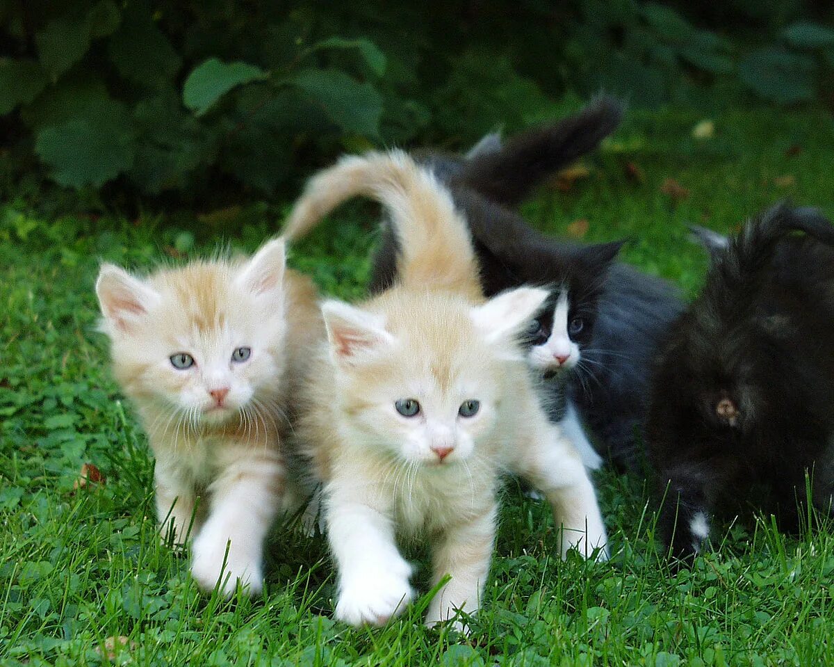 Различаем котят фото File:Redsilver Maine coon Kittens.JPG - Wikipedia