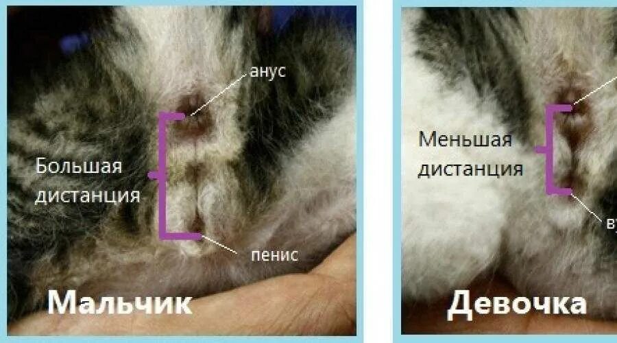 Различие кота и кошки фото котята Кот мальчик как определить: найдено 81 изображений