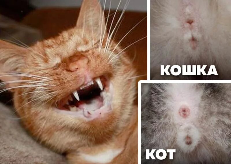 Различие кота и кошки фото котята Ответы Mail.ru: Как узнать пол новорожденного котёнка